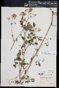 Thalictrum pubescens image