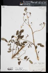 Thalictrum pubescens image