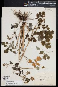 Thalictrum pubescens image