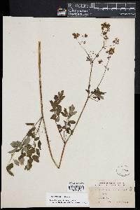 Thalictrum pubescens image