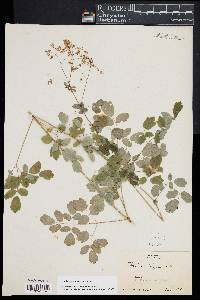 Thalictrum pubescens image