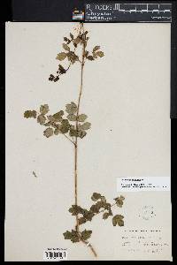 Thalictrum amphibolum image