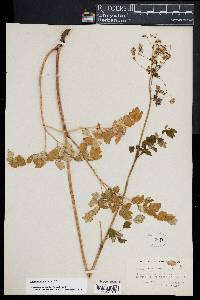 Thalictrum amphibolum image