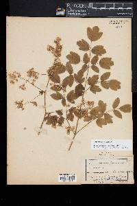 Thalictrum amphibolum image