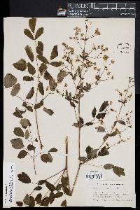 Thalictrum amphibolum image