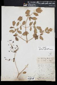 Thalictrum amphibolum image