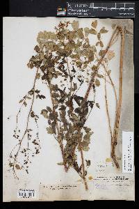 Thalictrum amphibolum image