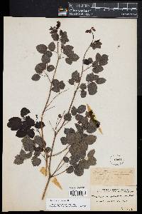 Thalictrum amphibolum image