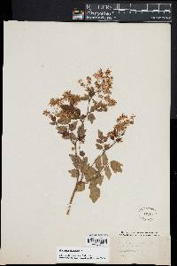 Thalictrum amphibolum image