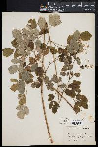 Thalictrum amphibolum image