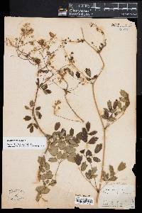 Thalictrum amphibolum image