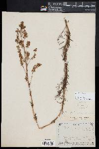 Thalictrum simplex image