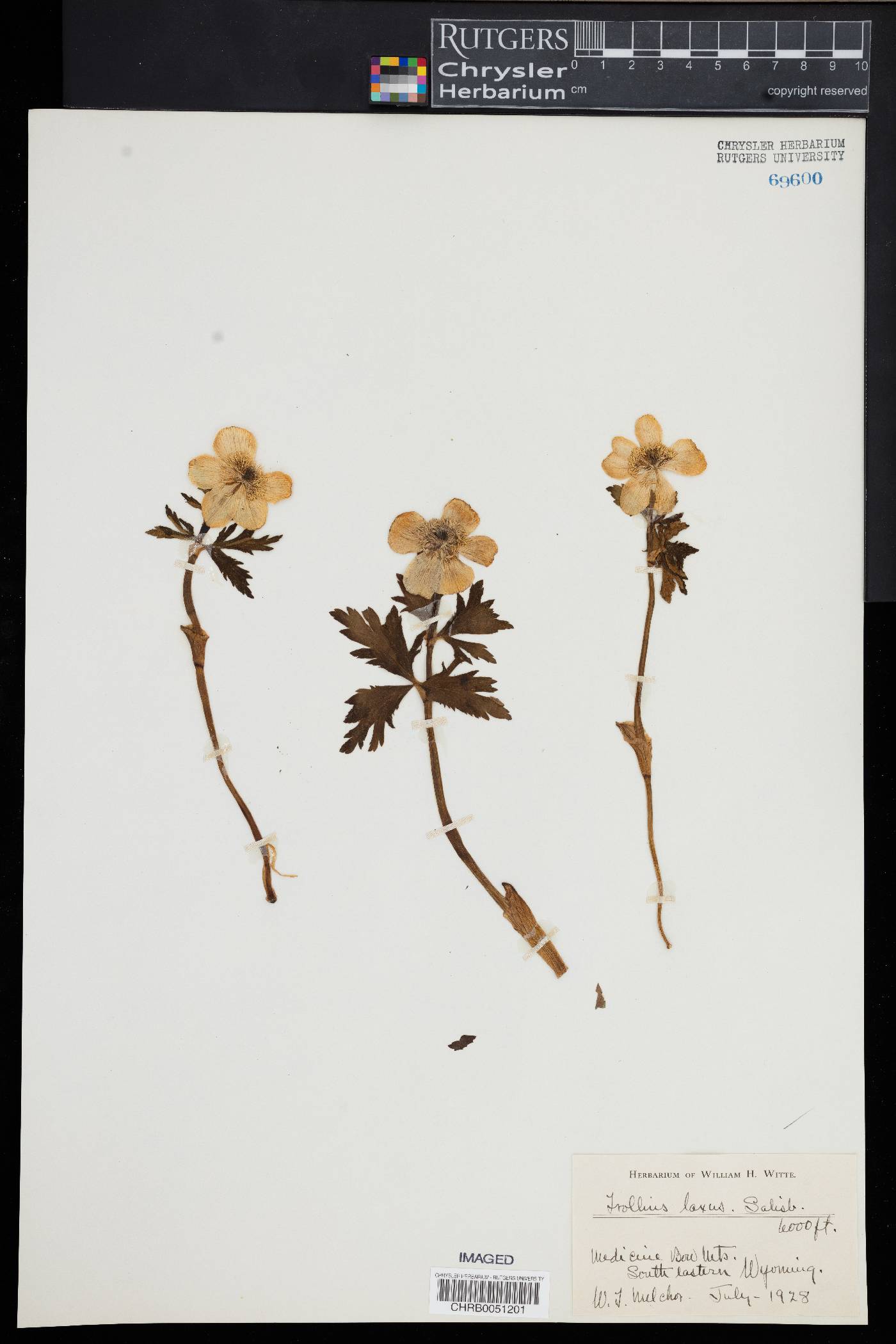 Trollius laxus image