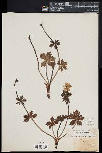 Trollius laxus image