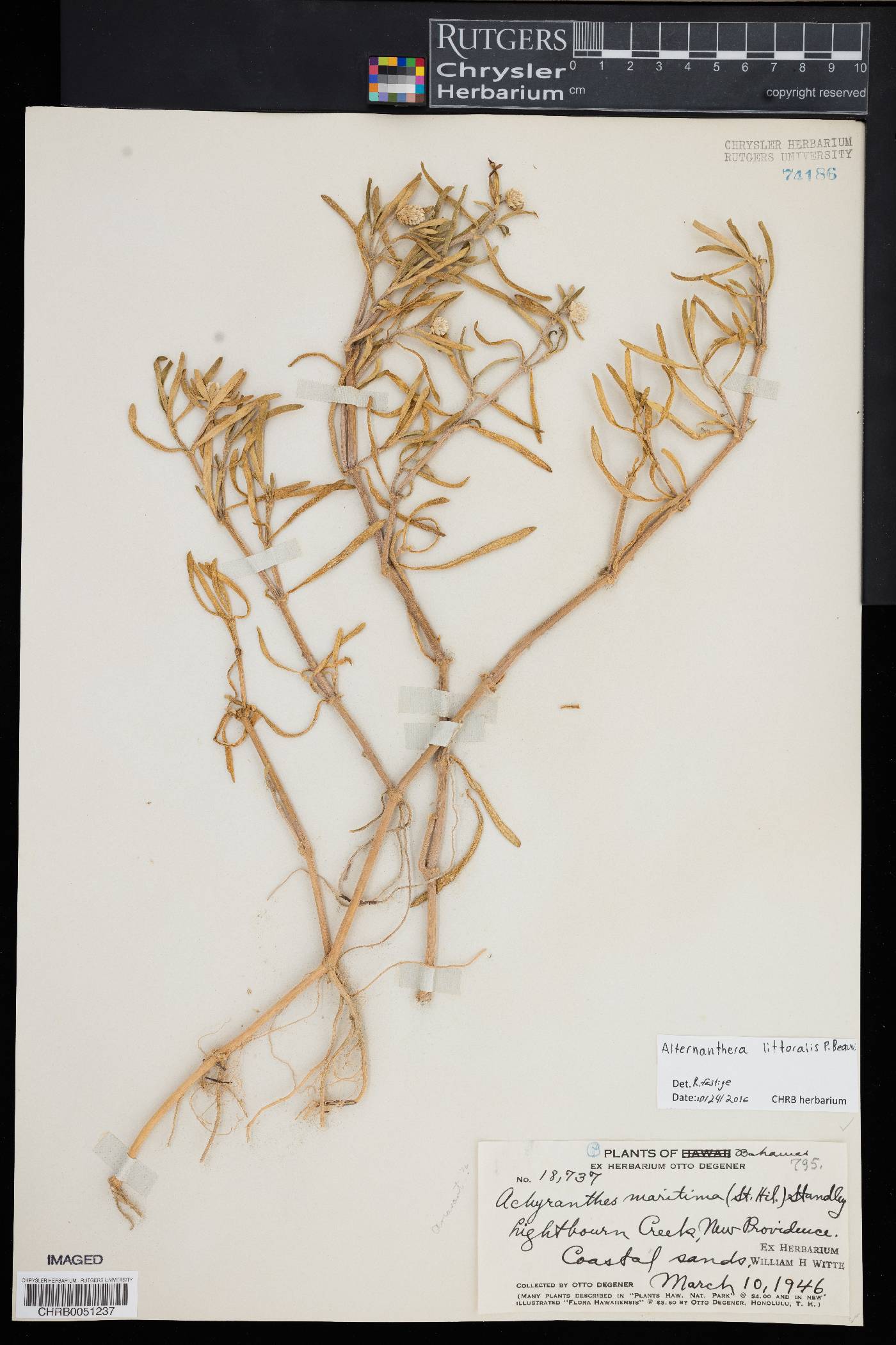 Alternanthera littoralis image
