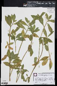 Alternanthera philoxeroides image