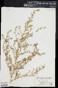 Amaranthus albus image