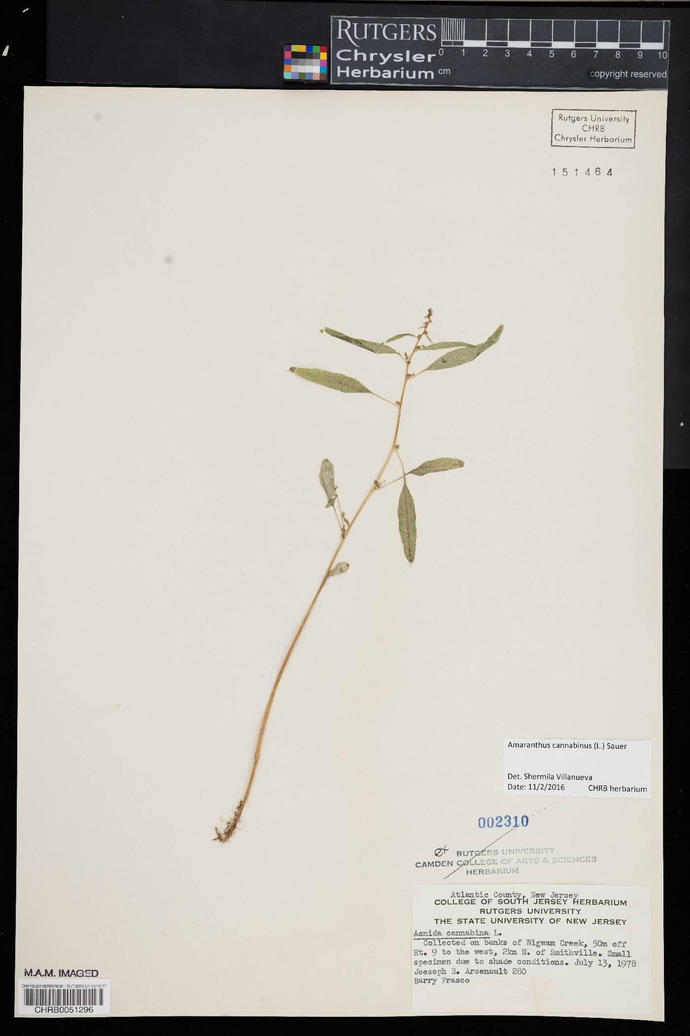 Amaranthus cannabinus image