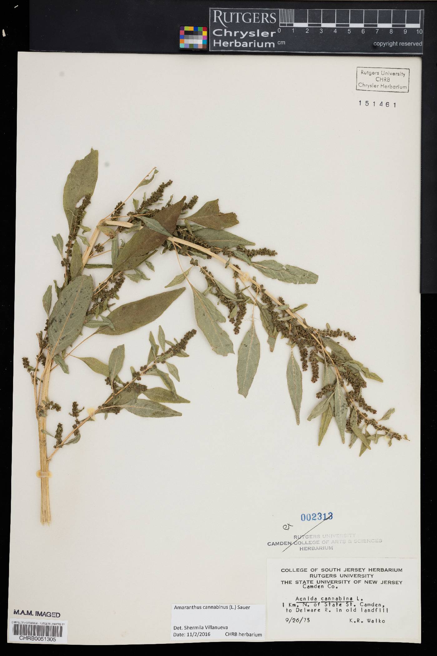 Amaranthus cannabinus image