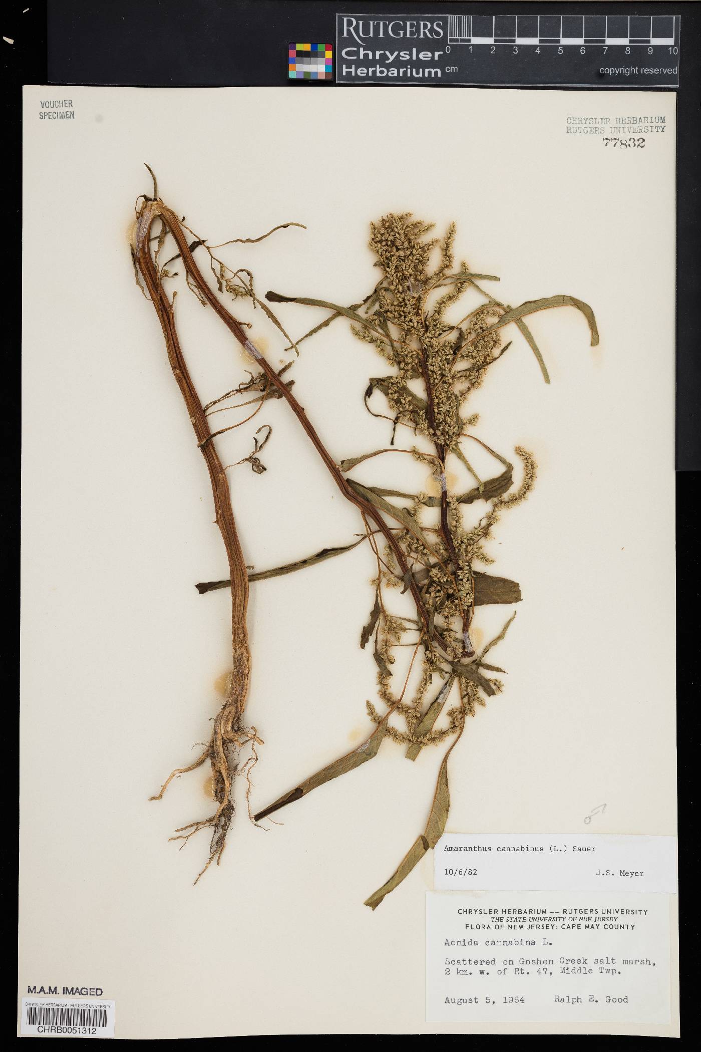 Amaranthus cannabinus image