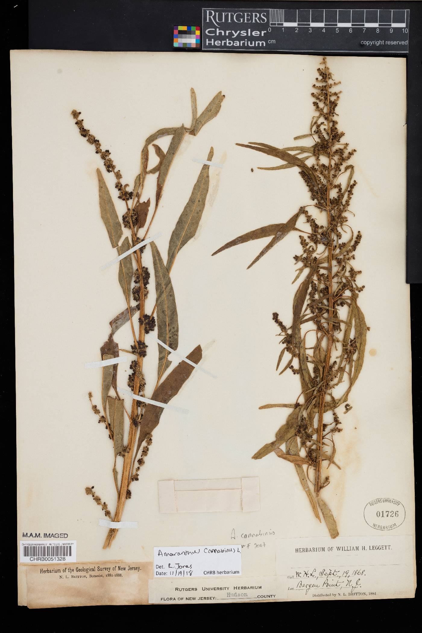 Amaranthus cannabinus image