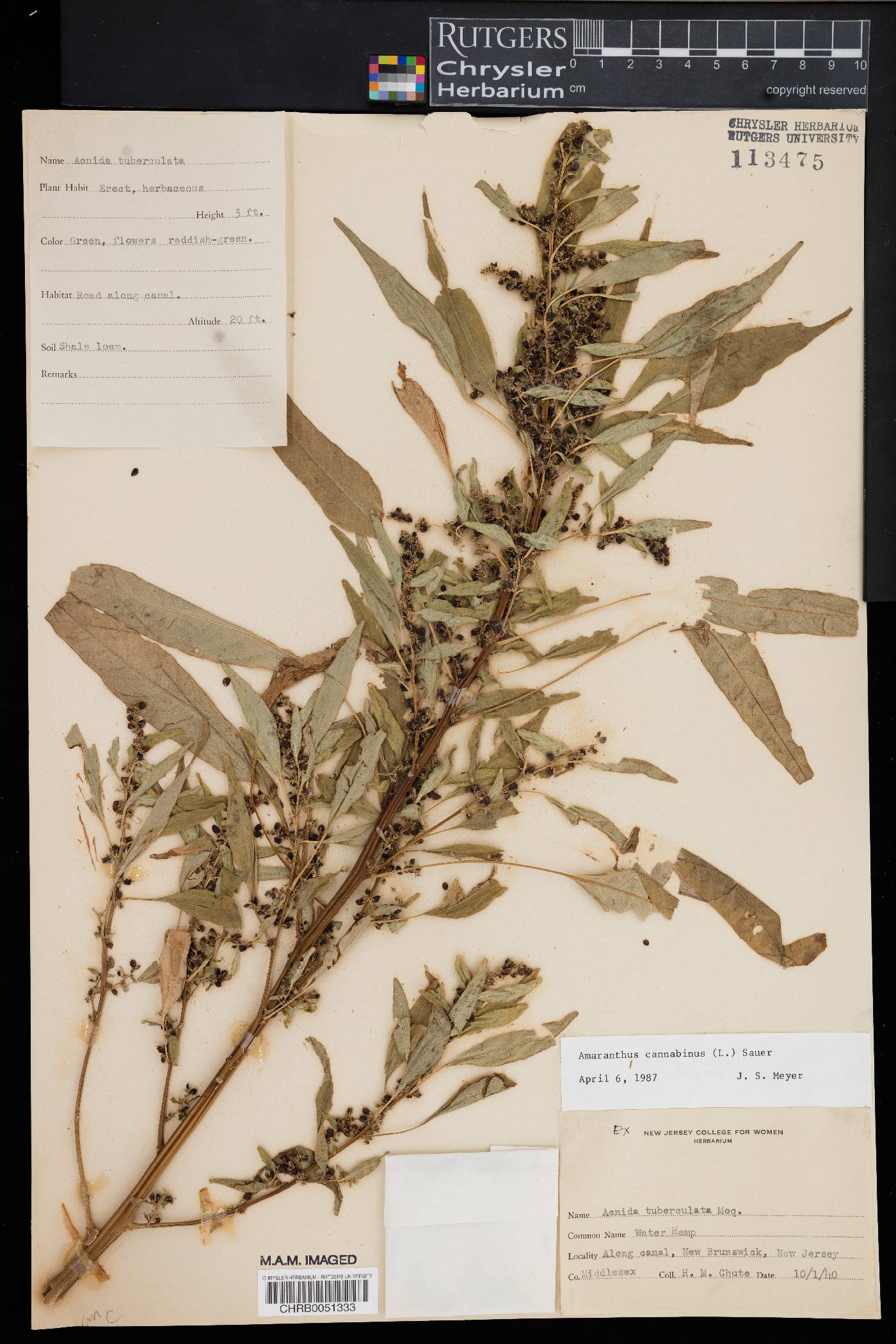 Amaranthus cannabinus image