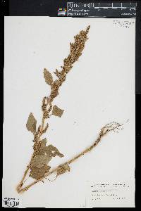 Amaranthus hybridus image