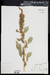 Amaranthus hybridus image