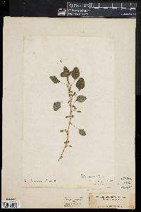 Image of Amaranthus interruptus