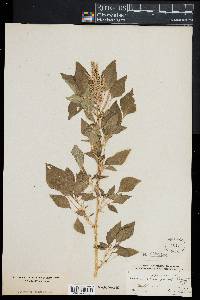 Amaranthus spinosus image