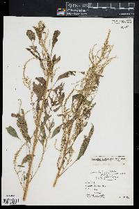 Amaranthus tuberculatus image