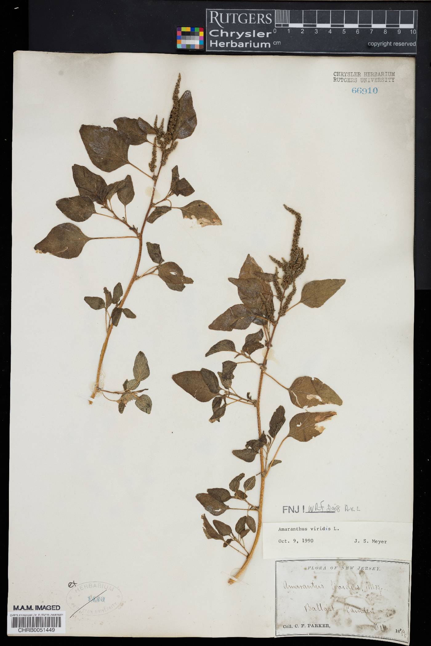 Amaranthus viridis image