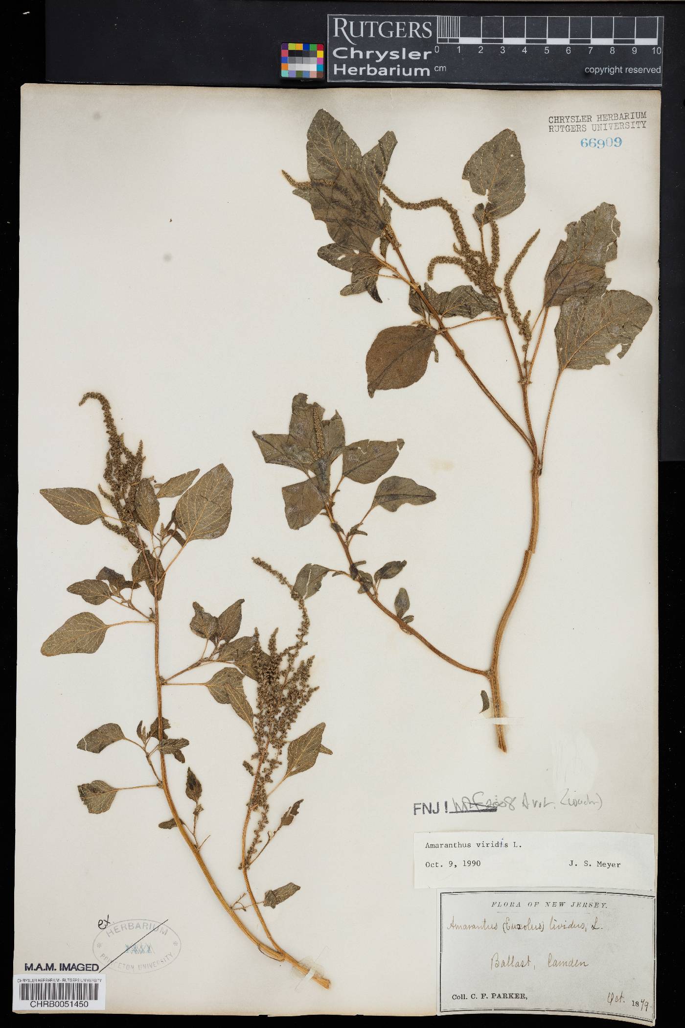 Amaranthus viridis image