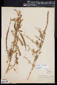 Amaranthus watsonii image