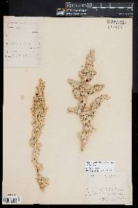 Atriplex confertifolia image