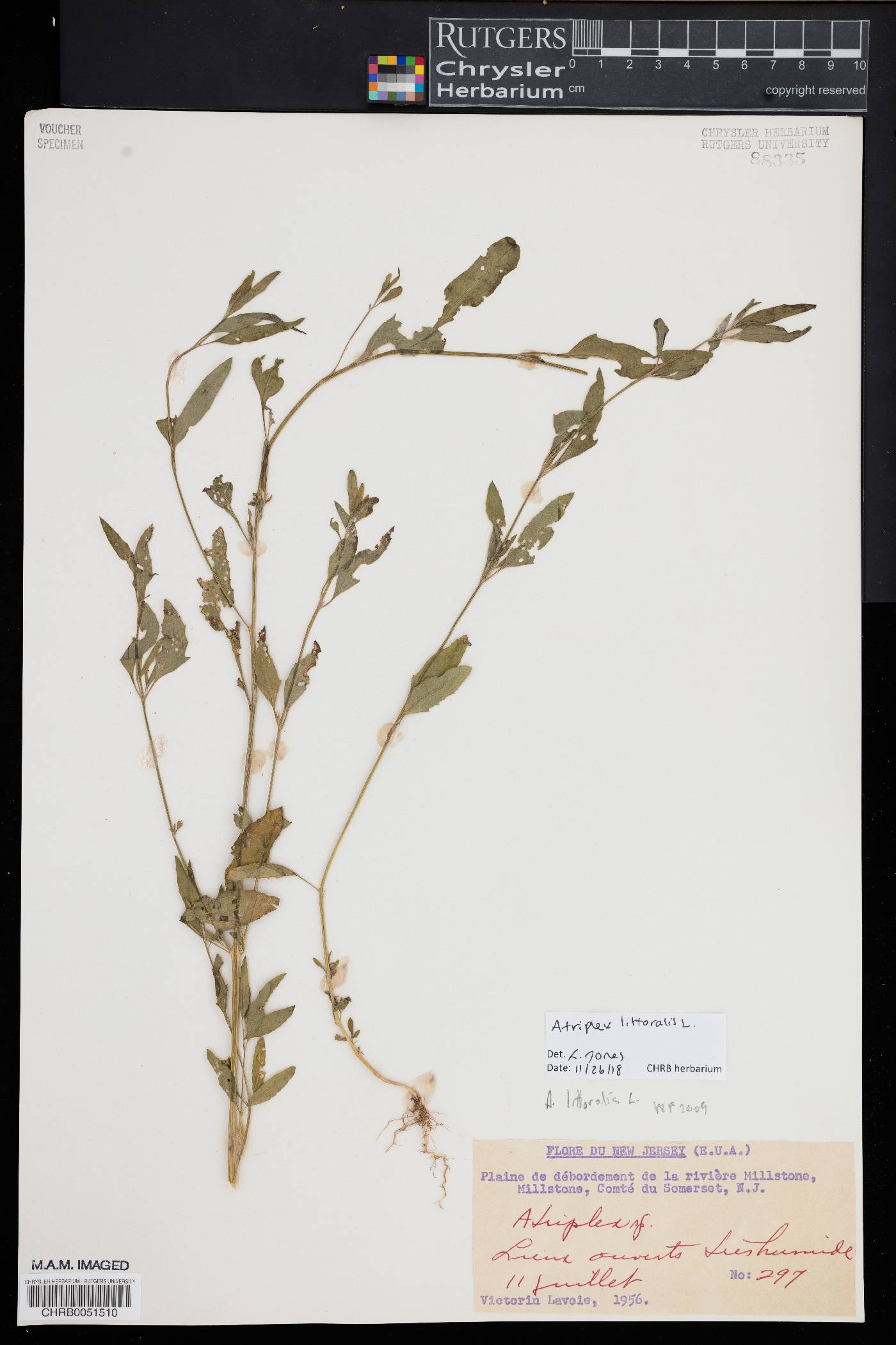 Atriplex littoralis image