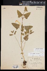 Atriplex patula image