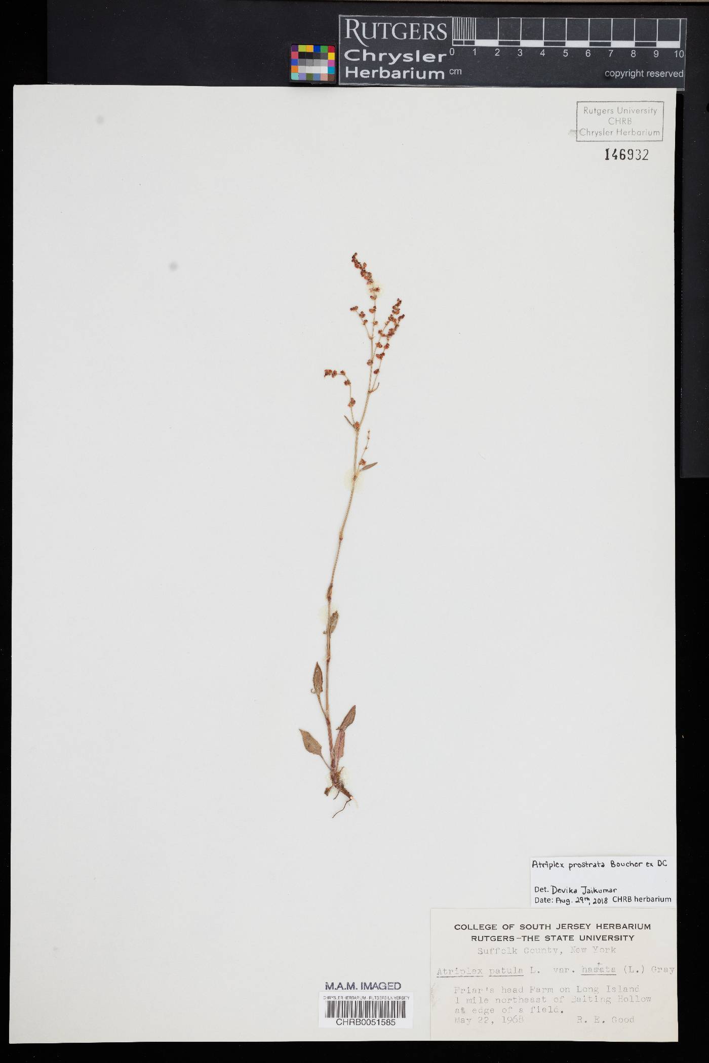 Atriplex prostrata image