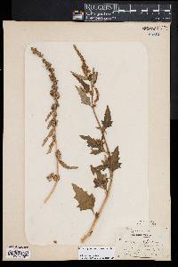 Atriplex prostrata image