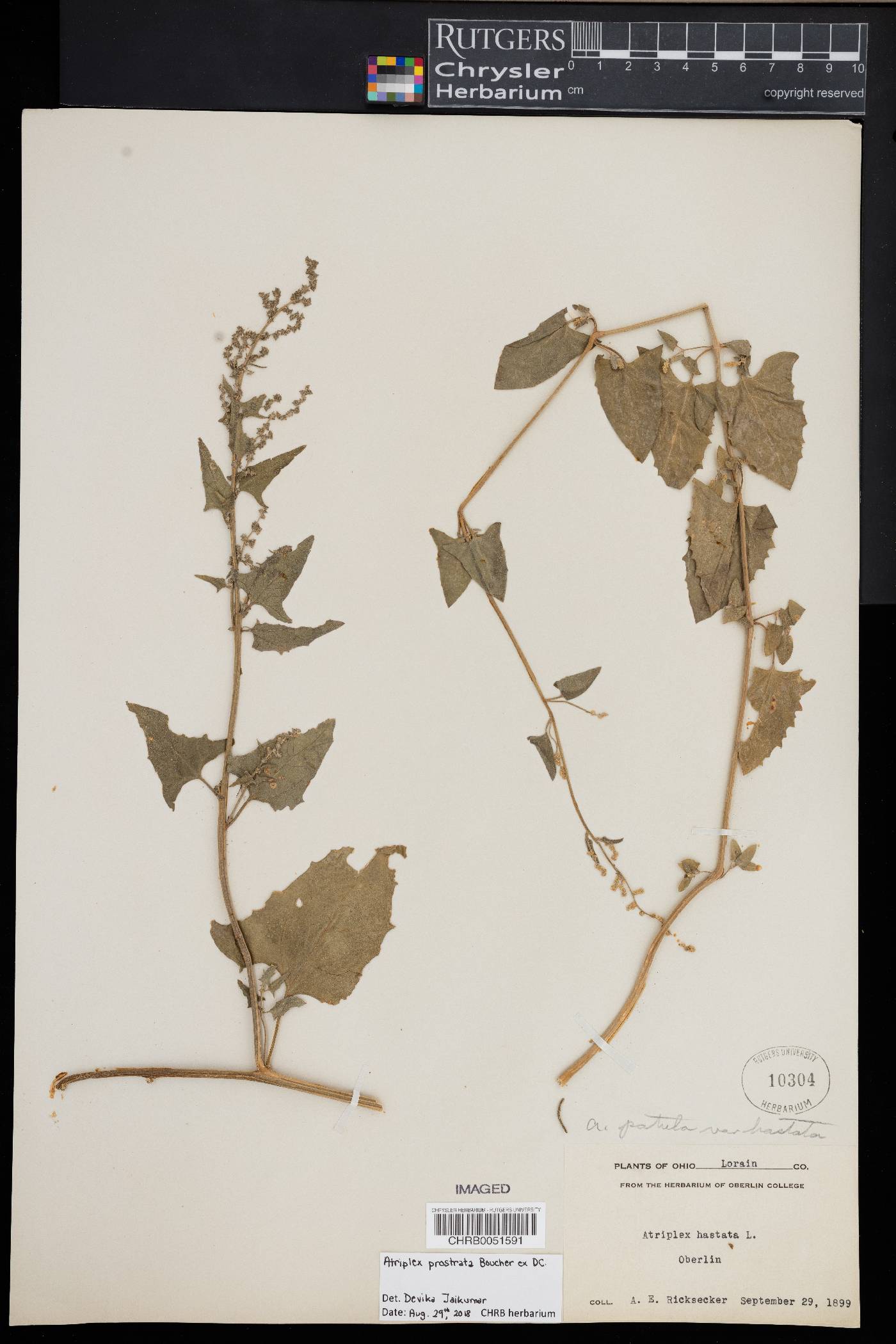 Atriplex prostrata image