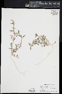 Atriplex prostrata image