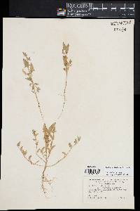 Atriplex prostrata image