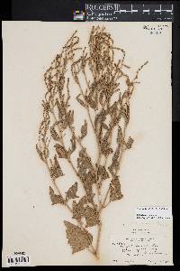 Atriplex prostrata image