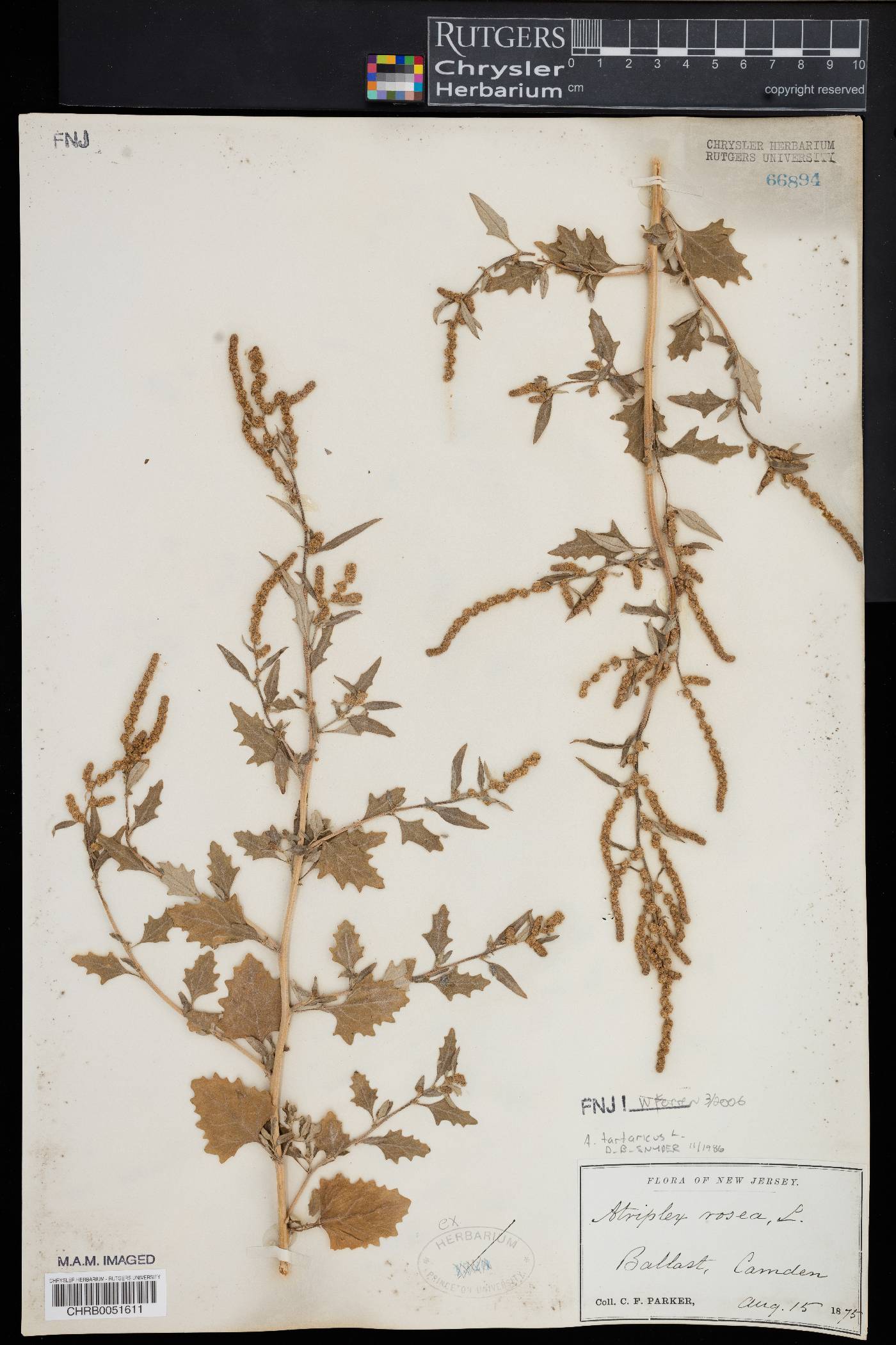 Atriplex tatarica image