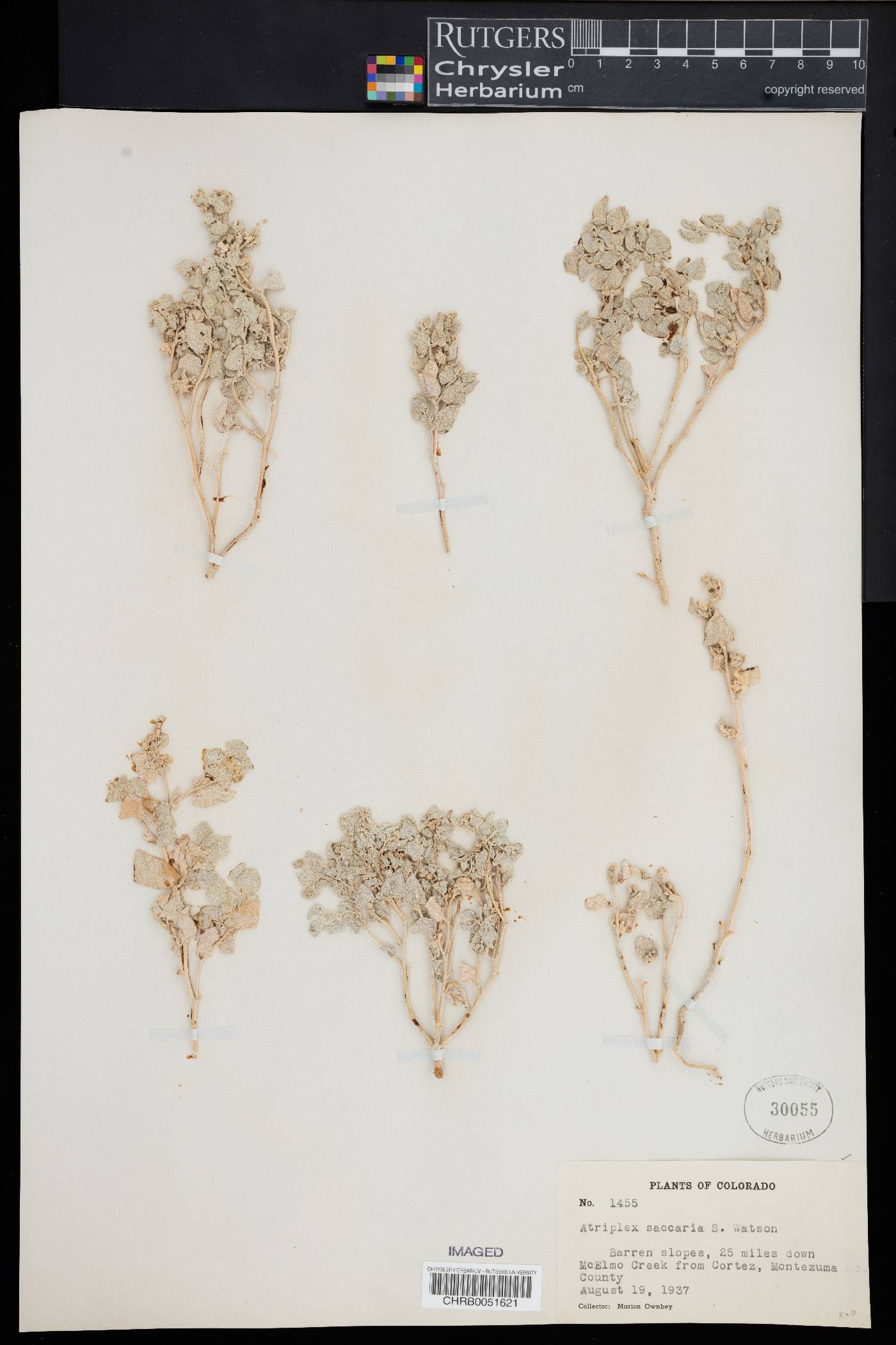 Atriplex saccaria image