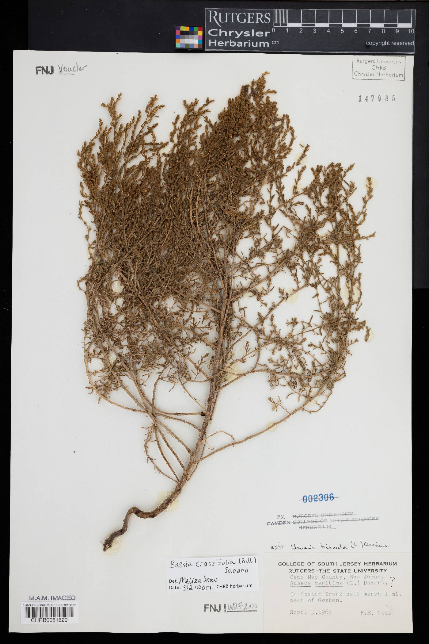 Spirobassia hirsuta image