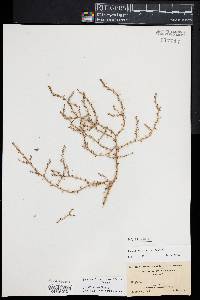 Spirobassia hirsuta image