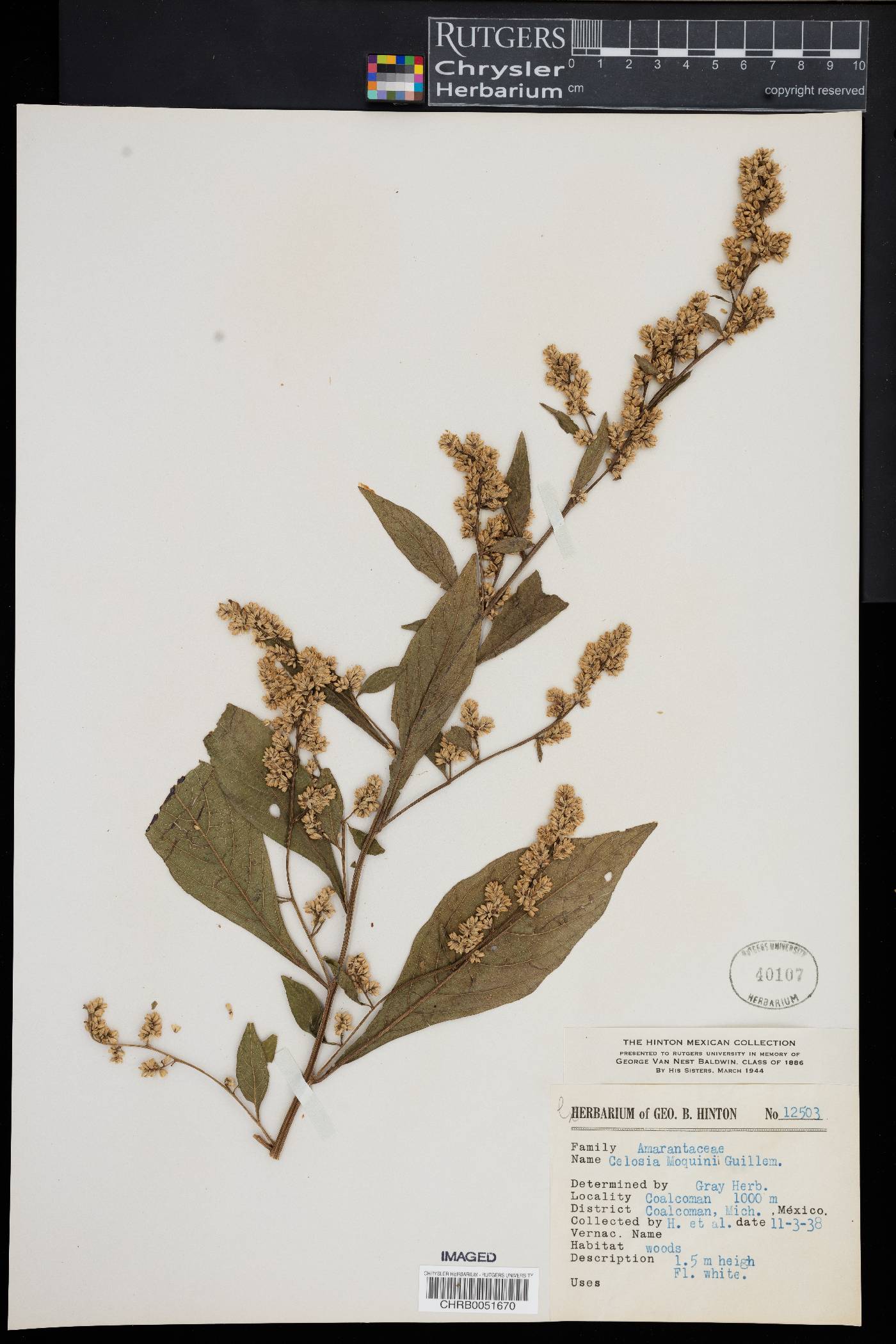 Celosia moquini image