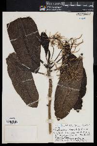 Charpentiera obovata image