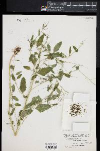 Chenopodium berlandieri image